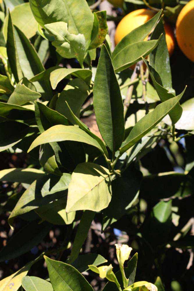            Sun leaves (Riverside, CA)   